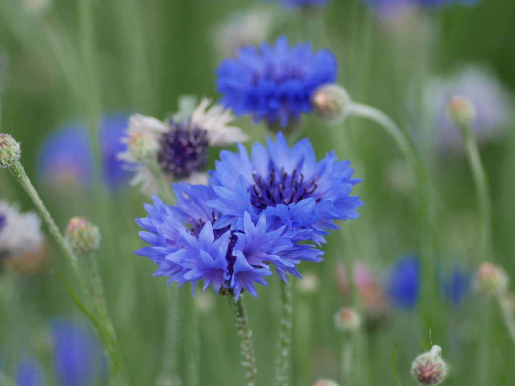 flower1010769