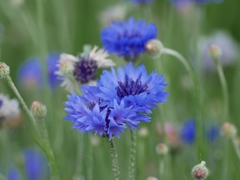 flower1010769