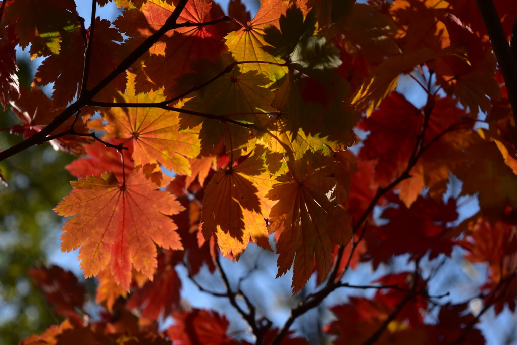 leaves0044