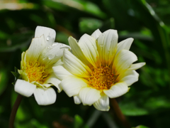 flower1040018