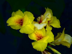 flower1030573