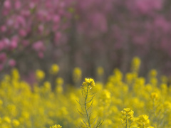 flower1010190