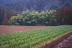 plant1605