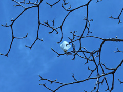 flower1004043