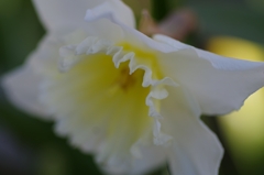 flower6812
