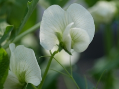 flower1000202
