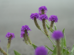 flower1030346