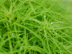 grass1020748