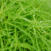 grass1020748