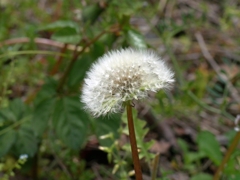 flower1010379