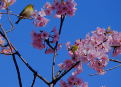 flower8278