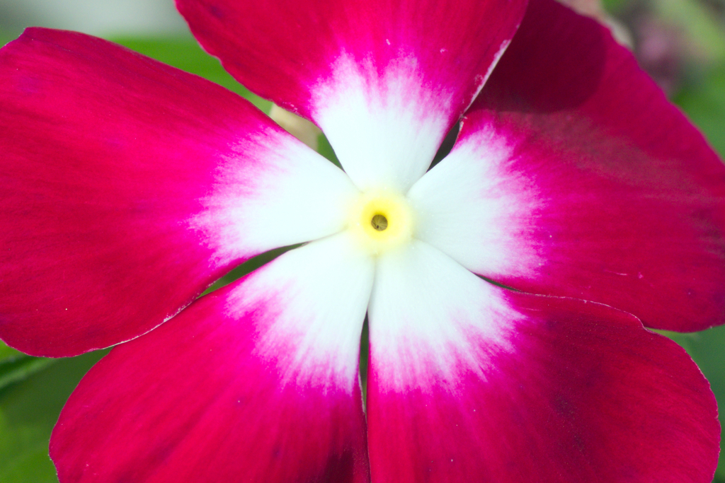 flower1030280