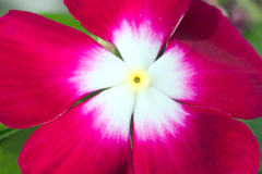 flower1030280
