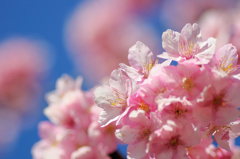 flower6498