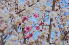 flower6382