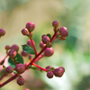 plant1030949