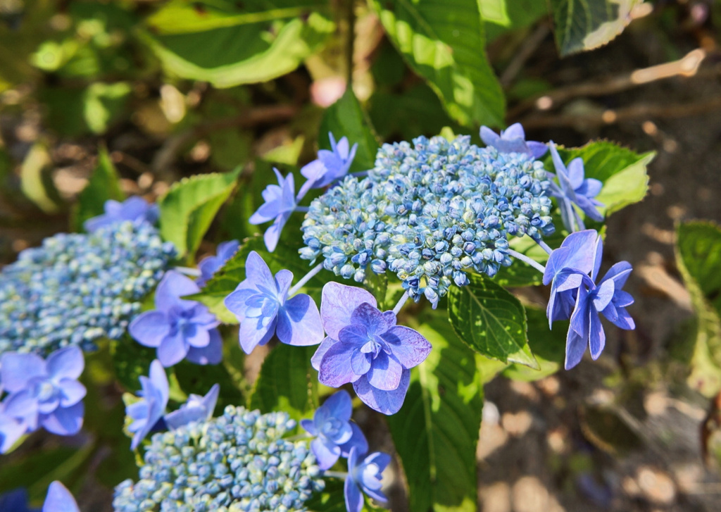 flower03127