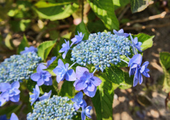 flower03127