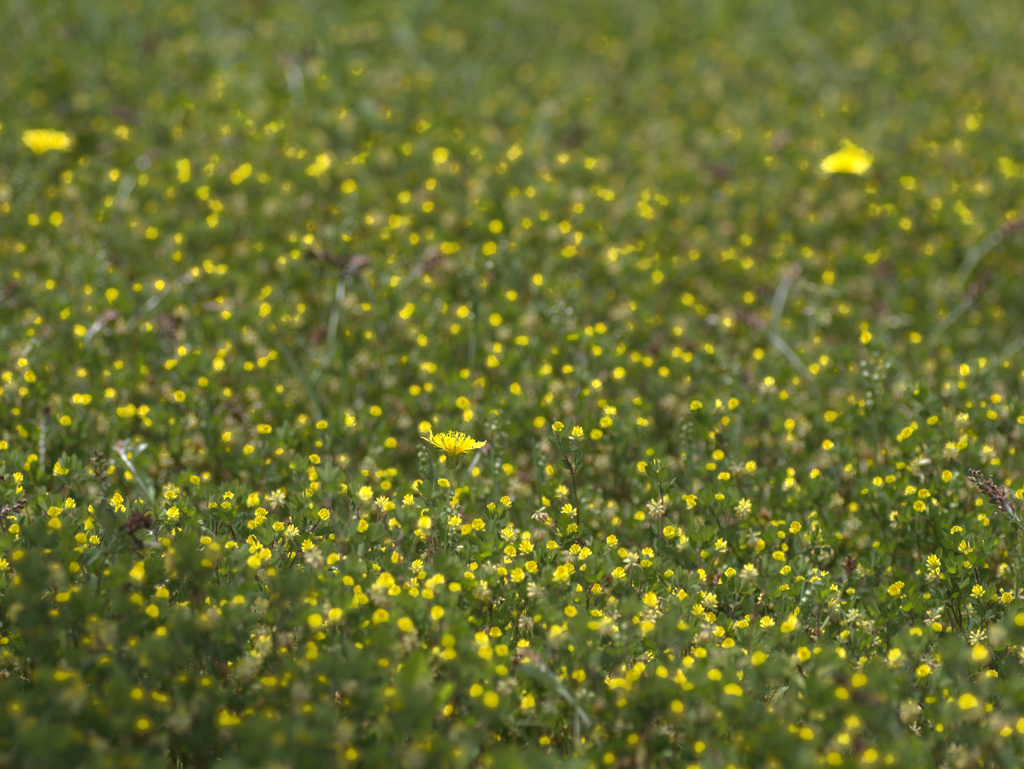 flower1010424