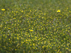 flower1010424