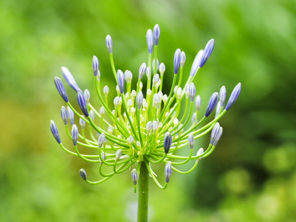 flower1020716