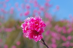 flower7059