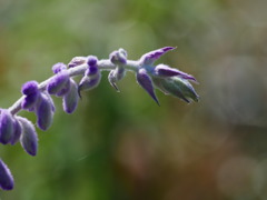 flower1040138
