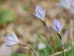 flower1000336