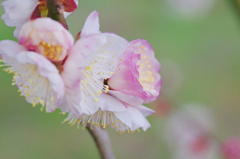 flower6422