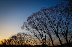 tree5267