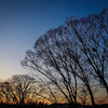 tree5267