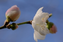 flower8608