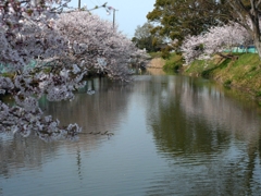 flower1000988