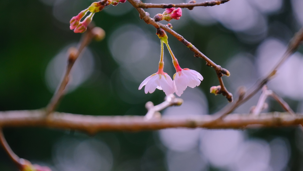 flower8691