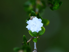 flower1030773