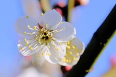 flower7601