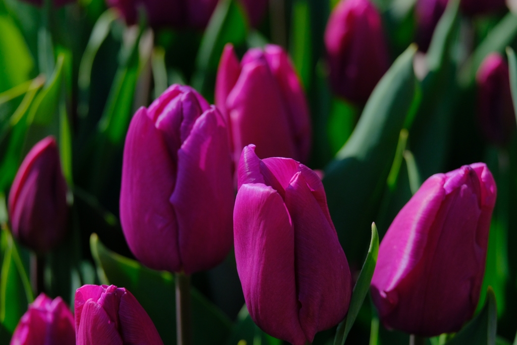 flower7910
