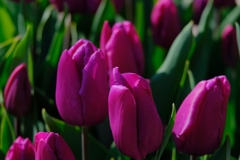flower7910