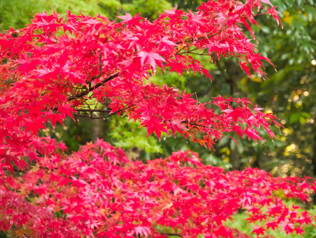 leaves0777