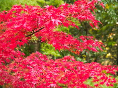 leaves0777