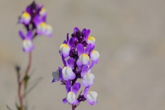 flower7858