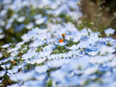 flower1001573