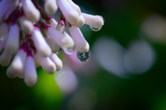 flower6694