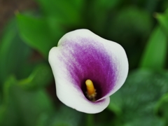 flower1020309