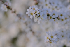 flower8645