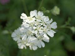 flower1010550