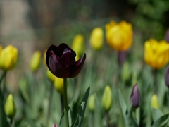 flower1010131