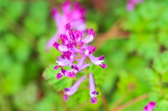 flower6913