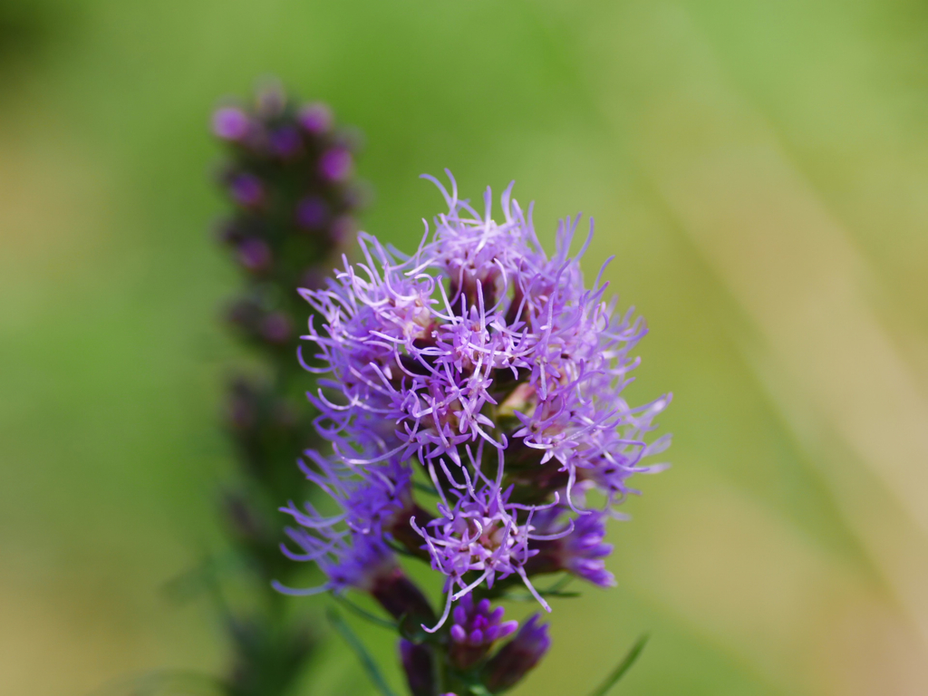 flower1030673