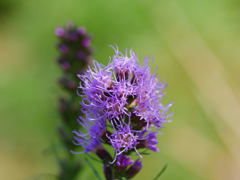 flower1030673